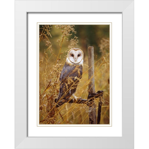 Barn Owl I White Modern Wood Framed Art Print with Double Matting by Fitzharris, Tim