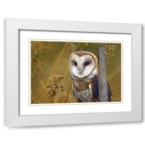Barn Owl II White Modern Wood Framed Art Print with Double Matting by Fitzharris, Tim