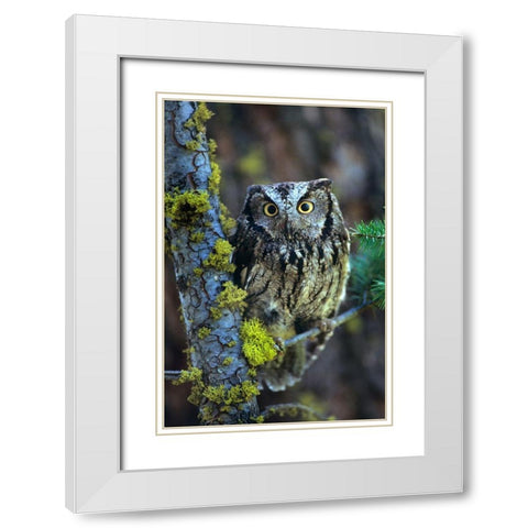 Western Screech Owl I White Modern Wood Framed Art Print with Double Matting by Fitzharris, Tim