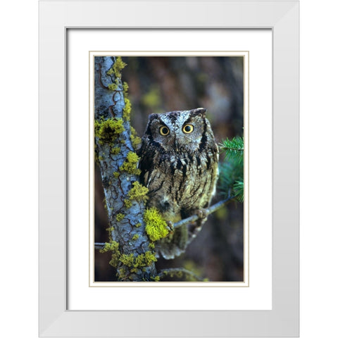 Western Screech Owl I White Modern Wood Framed Art Print with Double Matting by Fitzharris, Tim
