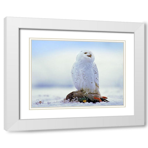 Snowy Owl with Mallard White Modern Wood Framed Art Print with Double Matting by Fitzharris, Tim