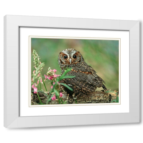 Flammulated Owl I White Modern Wood Framed Art Print with Double Matting by Fitzharris, Tim