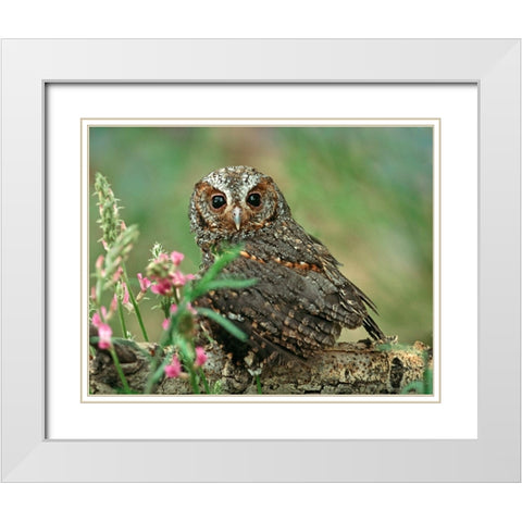 Flammulated Owl I White Modern Wood Framed Art Print with Double Matting by Fitzharris, Tim