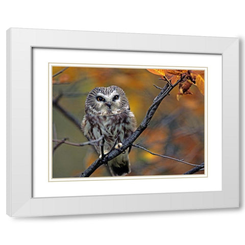 Northern Saw-whet Owl White Modern Wood Framed Art Print with Double Matting by Fitzharris, Tim