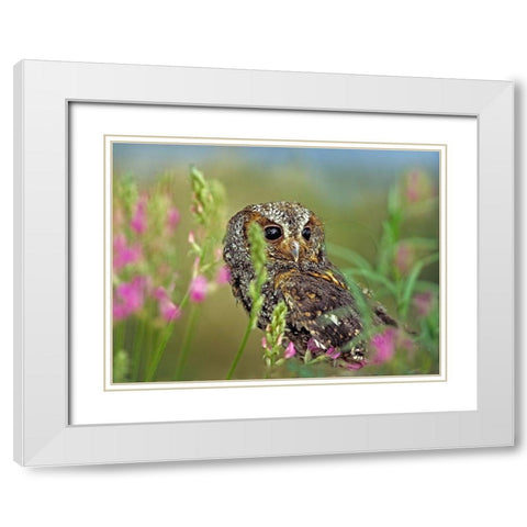 Flammulated Owl II White Modern Wood Framed Art Print with Double Matting by Fitzharris, Tim