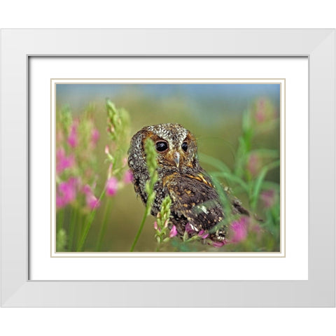 Flammulated Owl II White Modern Wood Framed Art Print with Double Matting by Fitzharris, Tim