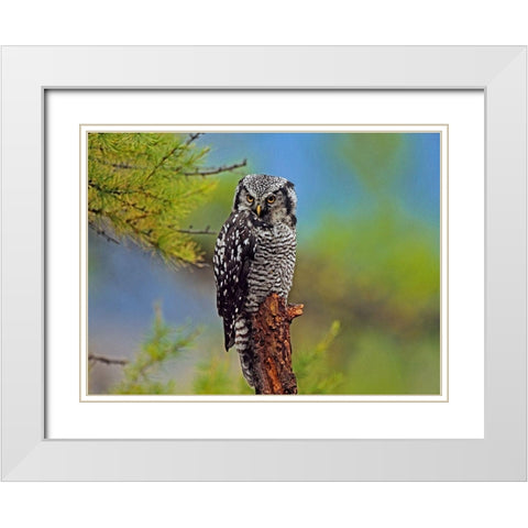 Northern Hawk Owl White Modern Wood Framed Art Print with Double Matting by Fitzharris, Tim