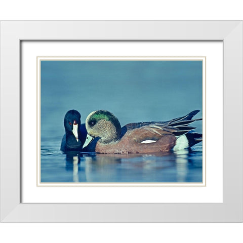 Coot Hoping to Share Food with American Widgeon Drake White Modern Wood Framed Art Print with Double Matting by Fitzharris, Tim