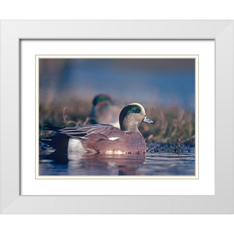 American Wigeon Drake with Hen White Modern Wood Framed Art Print with Double Matting by Fitzharris, Tim