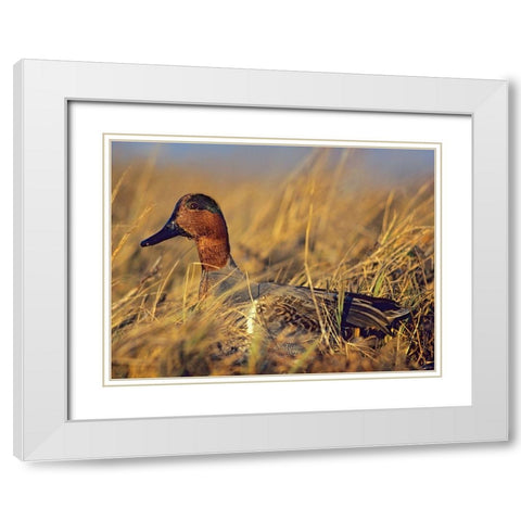 Green-winged Teal Drake White Modern Wood Framed Art Print with Double Matting by Fitzharris, Tim