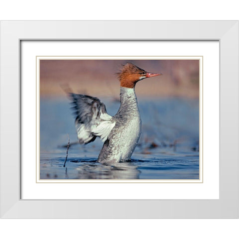 Common Merganser White Modern Wood Framed Art Print with Double Matting by Fitzharris, Tim