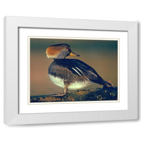 Hooded Merganser Female White Modern Wood Framed Art Print with Double Matting by Fitzharris, Tim