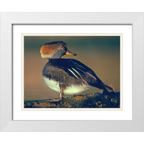 Hooded Merganser Female White Modern Wood Framed Art Print with Double Matting by Fitzharris, Tim