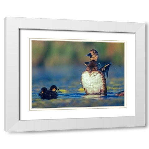 Lesser Scaup Female and Young White Modern Wood Framed Art Print with Double Matting by Fitzharris, Tim