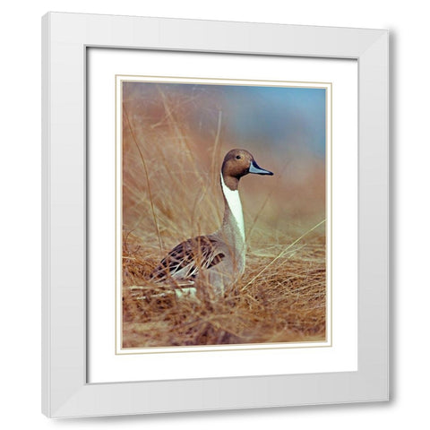 Northern Pintail Drake White Modern Wood Framed Art Print with Double Matting by Fitzharris, Tim