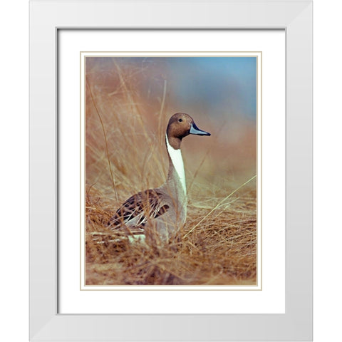 Northern Pintail Drake White Modern Wood Framed Art Print with Double Matting by Fitzharris, Tim