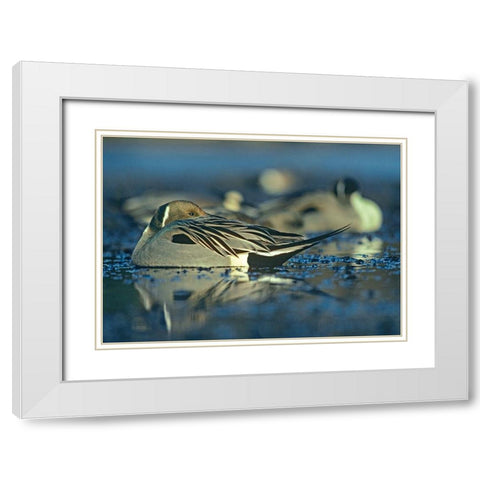 Northern Pintail Drake Snoozing White Modern Wood Framed Art Print with Double Matting by Fitzharris, Tim