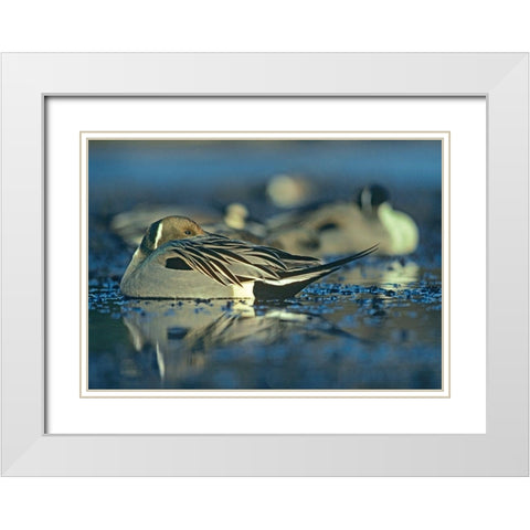 Northern Pintail Drake Snoozing White Modern Wood Framed Art Print with Double Matting by Fitzharris, Tim