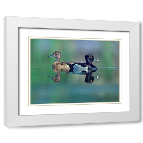 Ring-necked Drake and Hen White Modern Wood Framed Art Print with Double Matting by Fitzharris, Tim