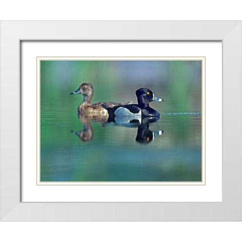 Ring-necked Drake and Hen White Modern Wood Framed Art Print with Double Matting by Fitzharris, Tim