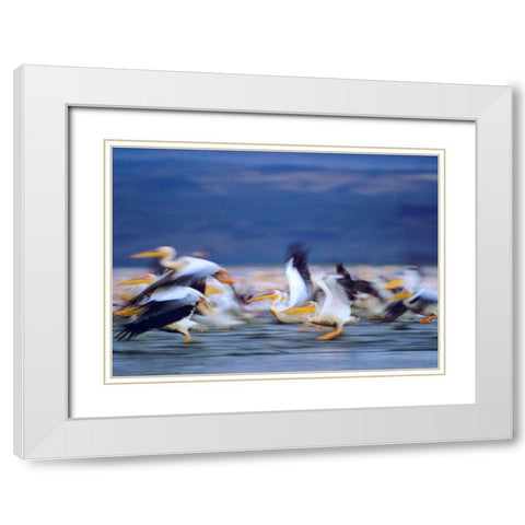 African White Pelicans White Modern Wood Framed Art Print with Double Matting by Fitzharris, Tim