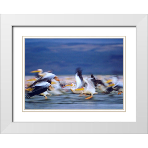 African White Pelicans White Modern Wood Framed Art Print with Double Matting by Fitzharris, Tim