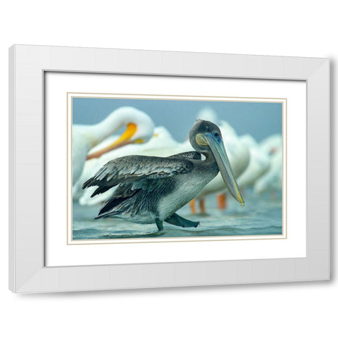 Brown Pelican with White Pelicans White Modern Wood Framed Art Print with Double Matting by Fitzharris, Tim