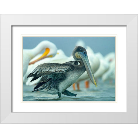 Brown Pelican with White Pelicans White Modern Wood Framed Art Print with Double Matting by Fitzharris, Tim