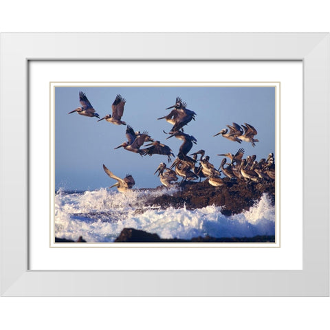 Brown Pelicans on Rock White Modern Wood Framed Art Print with Double Matting by Fitzharris, Tim