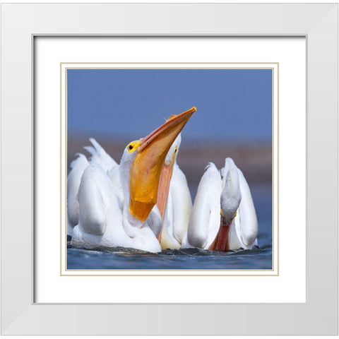 White Pelicans Swallowing Fish White Modern Wood Framed Art Print with Double Matting by Fitzharris, Tim