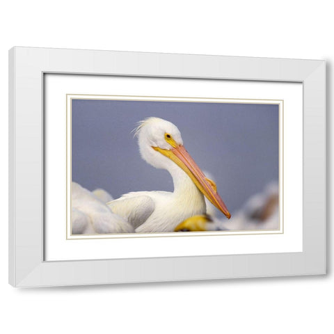 White Pelican White Modern Wood Framed Art Print with Double Matting by Fitzharris, Tim