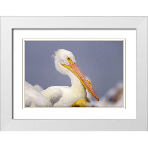White Pelican White Modern Wood Framed Art Print with Double Matting by Fitzharris, Tim