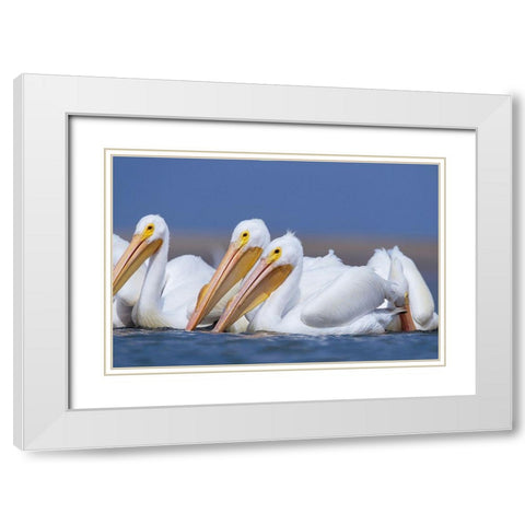 White Pelicans White Modern Wood Framed Art Print with Double Matting by Fitzharris, Tim