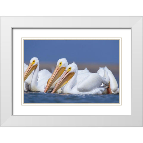 White Pelicans White Modern Wood Framed Art Print with Double Matting by Fitzharris, Tim
