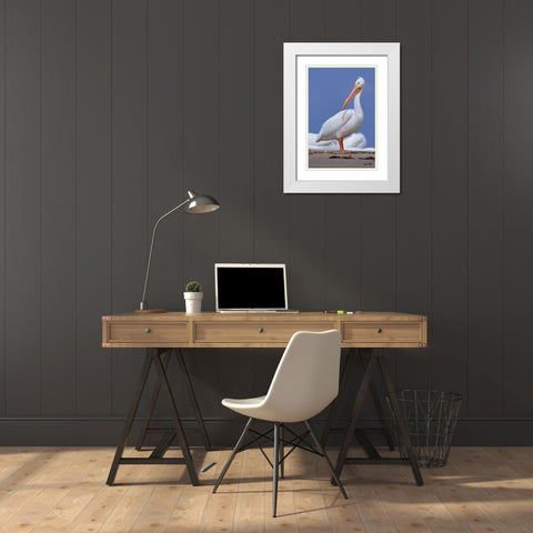 White Pelican Preening White Modern Wood Framed Art Print with Double Matting by Fitzharris, Tim