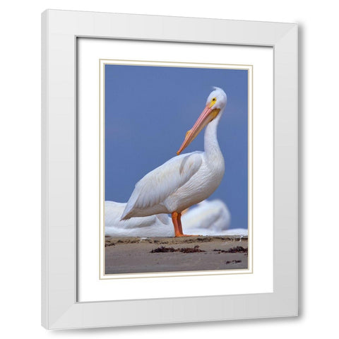 White Pelican Preening White Modern Wood Framed Art Print with Double Matting by Fitzharris, Tim