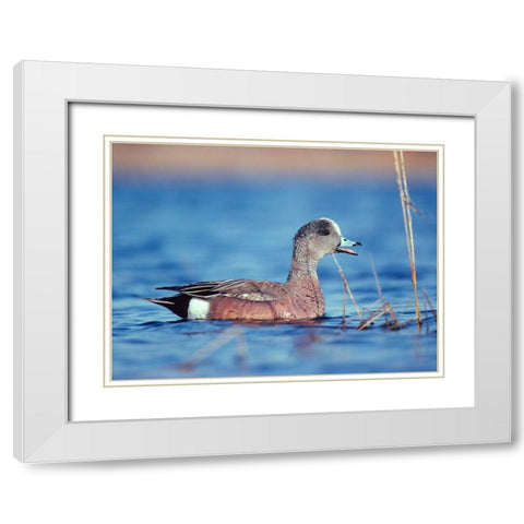 American Widgeon White Modern Wood Framed Art Print with Double Matting by Fitzharris, Tim