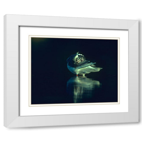 Bonapartes Gull Preening White Modern Wood Framed Art Print with Double Matting by Fitzharris, Tim