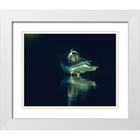 Bonapartes Gull Preening White Modern Wood Framed Art Print with Double Matting by Fitzharris, Tim