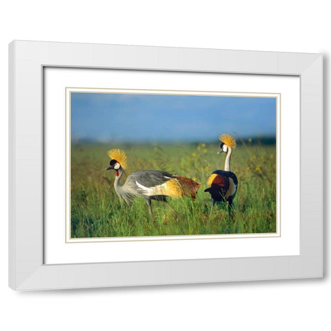 Crowned Cranes-Kenya White Modern Wood Framed Art Print with Double Matting by Fitzharris, Tim