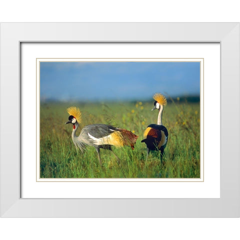Crowned Cranes-Kenya White Modern Wood Framed Art Print with Double Matting by Fitzharris, Tim