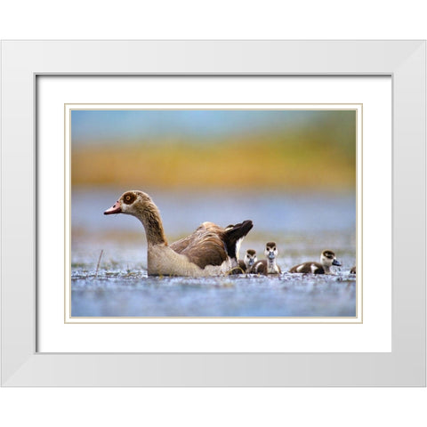 Egyptian Goose with Goslings-Tanzania White Modern Wood Framed Art Print with Double Matting by Fitzharris, Tim