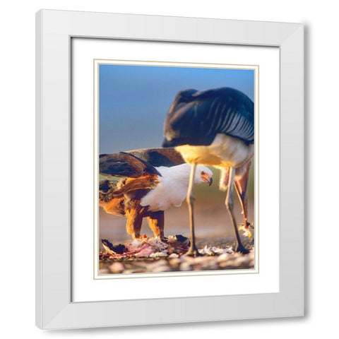 African Fish Eagle and Marabou over Flamigo Carcass-Kenya White Modern Wood Framed Art Print with Double Matting by Fitzharris, Tim