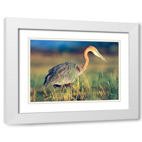 Goliath Heron White Modern Wood Framed Art Print with Double Matting by Fitzharris, Tim