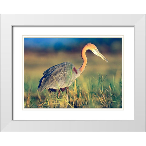 Goliath Heron White Modern Wood Framed Art Print with Double Matting by Fitzharris, Tim