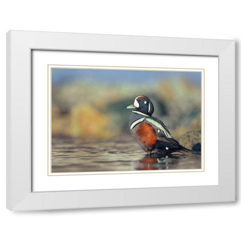 Harlequin Duck-White Rock Beach-British Columbia White Modern Wood Framed Art Print with Double Matting by Fitzharris, Tim