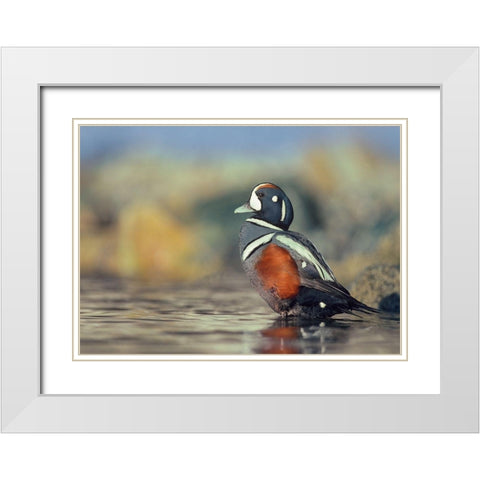 Harlequin Duck-White Rock Beach-British Columbia White Modern Wood Framed Art Print with Double Matting by Fitzharris, Tim