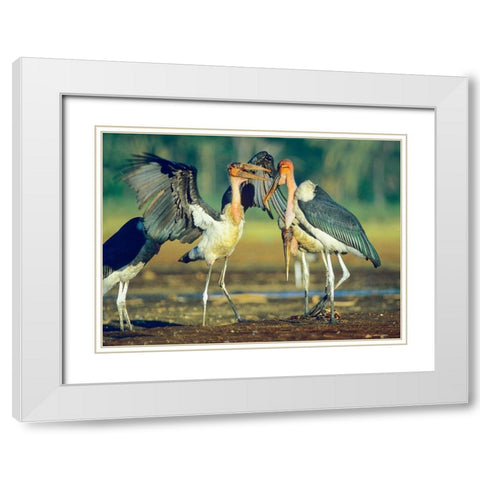 Marabou Storks White Modern Wood Framed Art Print with Double Matting by Fitzharris, Tim