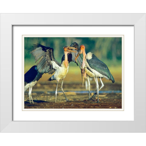Marabou Storks White Modern Wood Framed Art Print with Double Matting by Fitzharris, Tim