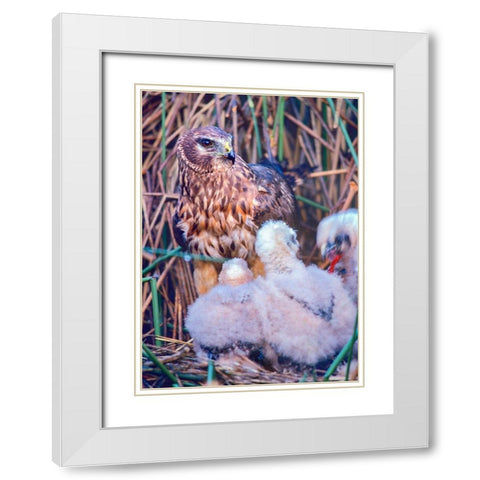 Marsh Hawks White Modern Wood Framed Art Print with Double Matting by Fitzharris, Tim